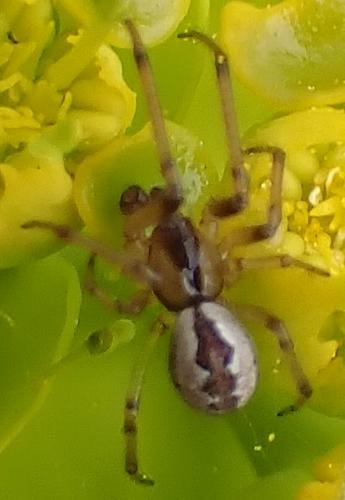 Kochiura aulica